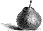 Beurre sterckmans pears are medium sized with yellow russet skin. The flavor is very juicy, melting, and rich.