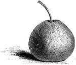 The passe crassane pear is medium sized with greenish yellow skin with brown dots. The flesh is somewhat gritty, half melting, and finely perfurmed.
