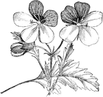 The two upper petals of pelargonium tricolor flowers are very dark red and the three lower petals are white. Each stem is one to three flowered. The stem is shrubby, short, and branching.