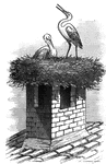 A stork's nest upon a chimney.
