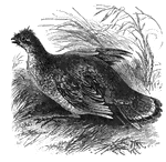A partridge along the ground.
