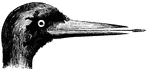 Side view of a woodpecker's head.