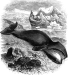 A whale valued for its oil.