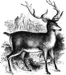 A red deer with big antlers.
