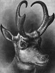 An antelope's head with two large antlers.