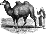 A camel with two humps.