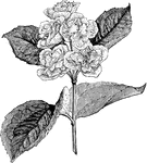 The common name of philadelphus coronarius is common mock orange or syringa. The primulaeflorus variety is a double flowered variety.