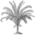 Phoenix reclinata is a variety of date palm. This variety grows about fifty feet tall.