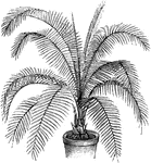 Phoenix rupicola is a variety of date palm. This variety grows between fifteen and twenty feet tall.