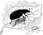 Phyllobius is a genus of small beetles. The oblongus variety has a short, thick beak. The antennae arise not far from the eyes.