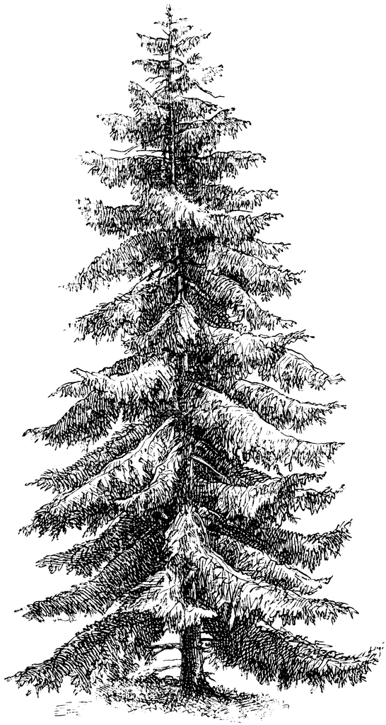 Picea Excelsa | ClipArt ETC