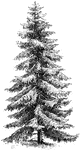 The common names of picea excelsa are burgundy pitch tree and Norway spruce fir. The leaves are scattered and have four sides.
