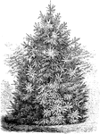 Picea smithiana is a spruce fir. The tree grows between eighty and one hundred twenty feet tall.