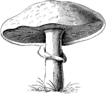 Pileus is the name given to the broad, expanded part in mushrooms. In the common mushroom it is frequently shaped like an inverted saucer.