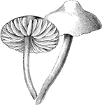 Pictured is marasmius oreades showing umbonate pileus.