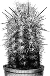 Pilocereus brunnowii is a type of cactus. The stem is erect and cylindrical. There are about thirteen prickles surronded by long white hairs.