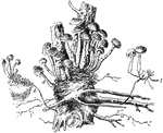 Illustrated is a mass of agaricus melleus on the root of a young pine. The mushroom caps spring up in large clusters near the roots of trees.