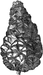 The cones of pinus pyrenaica are about two and a half inches long. The cones are slightly curved and taper to a point.