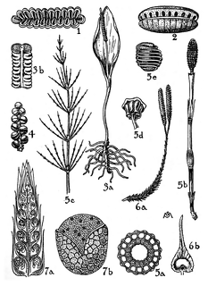 Marattiaceae and Ophioglossaceae | ClipArt ETC