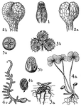 Schizaeaceae: 1, aneimia, sporangium. Osmundaceae: 2, Osmunda, sporangium; a, front view, b, back view. Salviniaceae: 3, salvinia, a, whole plant; b, section of sporocarps showing sporangia. Marsileaceae: 4, marsilea, a, whole plant; b, sporocarp germinating; c, sporocarp emitting gelatinous thread with sori; 5, pilularia, a, cross section of sporocarp; b, sporocarp emitting sporangia.
