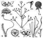 Alismaceae is an order of herbaceous marsh plants with milky juice. Butomaceae is an order of aquatic or marsh herbs. Hydrocharitaceae is an order of submerged aquatic herbs. Pictured are various parts of flowers of those orders.