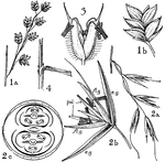 Gramineae order consists of the grass family. Pictured are (1a) a part of a grass panicle, (1b) spikelet, (2) avena, (2a) portion of panicle, (2b), spikelet, (e.g.) empty glume, (fl.g.) flowering glume or lemma, (pal) palet or palea, (2c), ground plan of spikelet, (3) phleum, spikelet, and (4), phalaris, sheath and ligule.