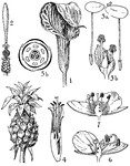 Pictured from the araceae order are (1) arisaema, spathe and spadix, and (2) arum spadix with male and female flowers. Pictured from the lemnaceae order are (3) lemna, (3a) whole plants, and (3b) male and female flowers, and spathe. Pictured from the bromeliaceae order is (4) bromelia flower, (5) ananas, (5a) fruiting inflorescence, and (5b) floral diagram. Pictured from the commelinaceae order is (6) commelina flower and (7) tradescantia flower.