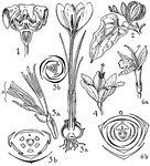 Pictured are the Taccaceae, Dioscoreaceae, Iridaceae, Musaceae, and Zingiberaceae orders. Pictured are various flowers and flower parts of these orders.