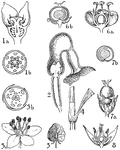 Shown are the Aristolochiaceae, Polygonaceae, Chenopodiaceae, and Amarantaceae orders. Also illustrated are the asarum, aristolochia, fagopyrum, chenopodium, and achyranthes flowers of these orders.