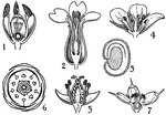 Pictured are the orders of Bassellaceae and Caryophyllaceae. The flower pictured belong to the Bassellaceae order is (1) boussingaultia. The flowers pictured that belong to the order of Caryophyllaceae are (2) silene, (3) agrostemma, (4) arenaria, (5) sagina, (6) spergula, and (7) paronychia.