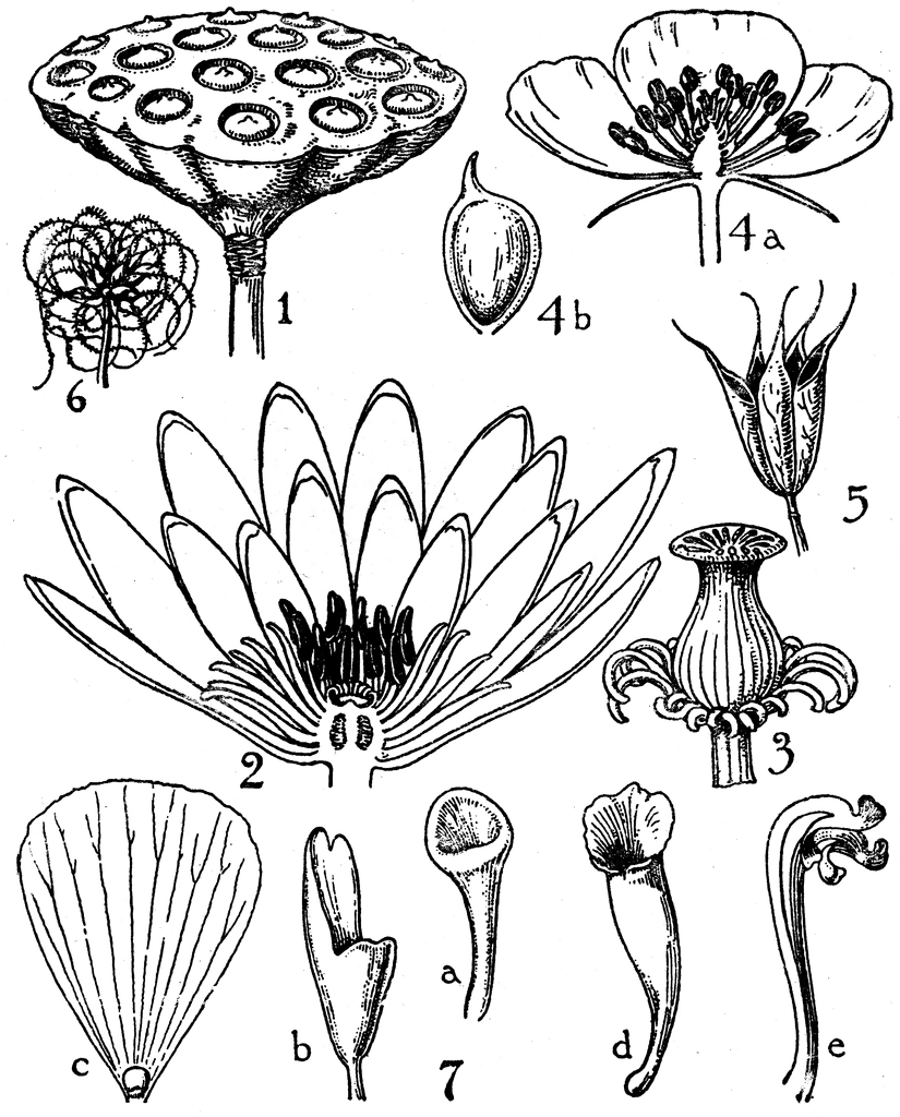Order of Nymphaeaceae | ClipArt ETC