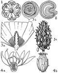 Shown are the orders of berberidaceae, menispermaceae, magnoliaceae, and calycanthaceae. The illustrated flowers of these orders are (1) berberis, (2) menispermum, (3) magnolia, and (4) calycanthus.