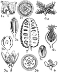 The orders of Annonaceae, Myristicaceae, Monimiaceae, and Lauraceae are pictured. The flowers of these orders that are illustrated are (1) asimina, (2) annona, (3) myristica, (4) monimia, (5) cinnamomum, and (6) benzoin.