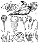 The orders pictured are sarraceniaceae, nepenthaceae, and droseraceae. The flowers of these orders that are illustrated are (1) sarracenia, (2) nepenthes, (3) drosera, (4) dionaea, and (5) aldrovanda.