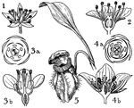 Pictured are the orders of crassulaceae, saxifragaceae, and cephalotacea. The flowers of these orders that are illustrated are (1) sedum, (2) saxifraga, (3) ribes, (4) parnassia, and (5) cephalotus.
