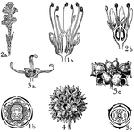 The orders of cunoniaceae, bruniaceae, and hamamelidaceae are pictured. The flowers of these orders that are illustrated are (1) cunonia, (2) brunia, (3) hamamelis, and (4) liquidambar.