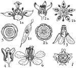 The orders of simarubaceae, burseraceae, meliaceae, and malpighiaceae are pictured. The flowers of these orders that are illustrated are (1) ailanthus, (2) bursera, (3) swietenia, (4) cedrela, (5) melia, (6) camera, and (7) malpighia.