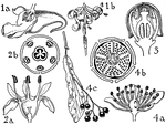 The orders pictured are balsaminaceae, rhamnaceae, vitaceae, and tiliaceae. The flowers of these orders that are illustrated include (1) impatiens, (2) rhamnus, (3) vitis, and (4) tilia.