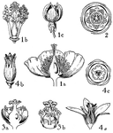 The orders of hypericacea, guttiferae, and tamaricaceae are pictured. The flowers of these orders that are illustrated include (1) hypericum, (2) vismia, (3) garcinia, and (4) tamarix.