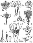 Represented are the orders of caricaceae, loasaceae, begoniaceae, and cactaceae. The flowers of these orders that are illustrated include (1) carica, (2) loasa, (3) mentzelia, (4) begonia, (5) pilocereus, and (6) opuntia.