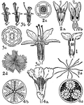 Pictured are the orders of thymelaeaceae, elaeagnaceae, lythraceae, and punicaceae. The flowers of these orders that are illustrated include (1) daphne, (2) elaegnus, (3) lythrum, and (4) punica.