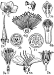 Pictured are the orders of Lecythidaceae, Rhizophoraceae, Combretaceae, Myrtaceae, and Melastomaceae. The flowers of these orders that are illustrated include (1) lecythis, (2) rhizophora, (3) combretum, (4) jambosa, (5) eucalyptus, and (6) melastoma.