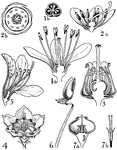 Pictured are the orders of clethraceae, pyrolaceae, and ericaceae. The flowers of these orders that are illustrated include (1) clethra, (2) pyrola, (andromeda, (4) kalmia, (5) rhododendron, (6) erica, and (7) vaccinium.