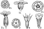 Pictured are flowers of the orders diapensiaceae, primulaceae, and plumbaginaceae. The flowers of these orders that are illustrated include (1) diapensia, (2) primula, (3) armeria, (4) statice, and (5) plumbago.