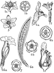 Pictured are flowers of the orders solanaceae, scrophulariaceae, bignoiaceae, and pedaliaceae. The flowers illustrated are (1) solanum, (2) nicotiana, (3) verbascum, (4) antirrhinum, (5) scrophularia, (6) campsis, and (7) sesamum.