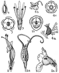 Pictured are flowers of the orders martyniaceae, gesneriaceae, lentibulariaceae, and globulariaceae. The flowers illustrated are (1) martynia, (2) gesneria, (3) achimenes, (4) utricularia, (5) globularia, and (6) cockburnia.