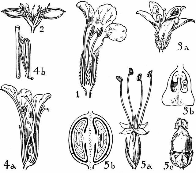 Orders of Acanthaceae, Myoporaceae, Phrymaceae, and Plantaginaceae