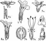 Pictured are flowers of the orders acanthaceae, myoporaceae, phrymaceae, and plantaginaceae. The flowers illustrated are (1) ruellia, (2) justicia, (3) myoporum, (4) phryma, and (5) plantago.