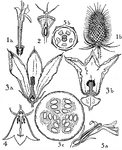 Pictured are flowers of the orders dipsacaceae, cucurbitaceae, and campanulaceae. The flowers illustrated are (1) dipsacus, (2) scabiosa, (3) cucurbita, (4) campanula, and (5) lobelia.