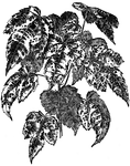 The leaves of abutilon thompsonii are variegated with yellow. It is a variety of abutilon striatum.